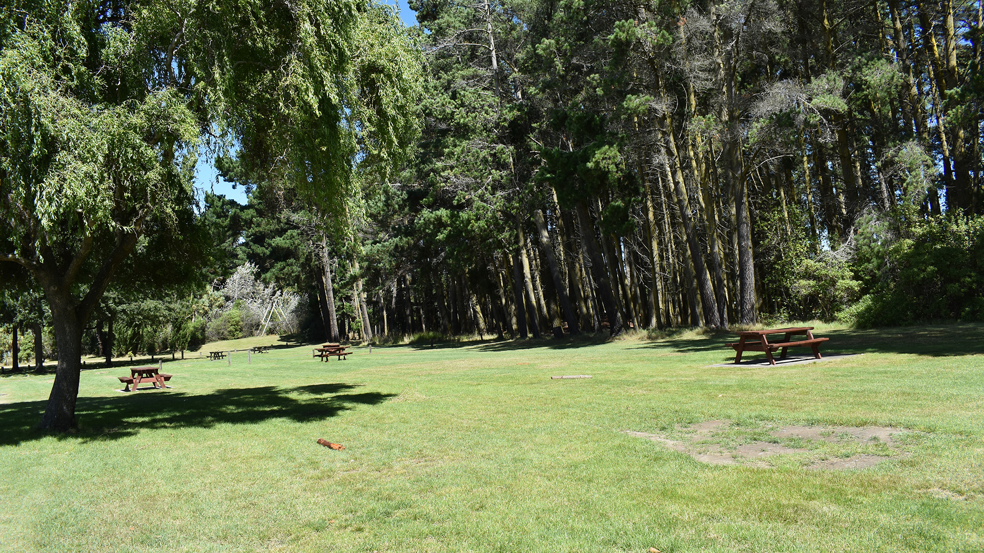 Open grassed picnic area with tables and tall trees