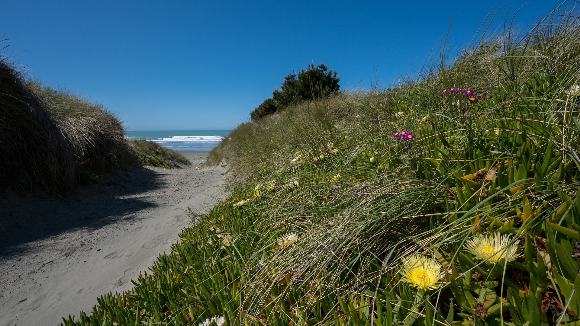 Sandy beach path through dunes with flowering coastal plants and ocean