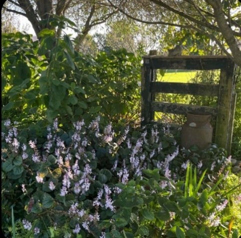 Garden area with flowering plants and timber gate structure