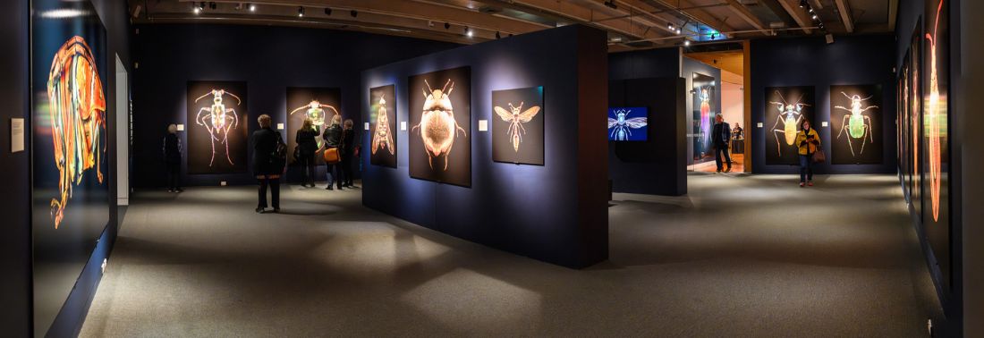 Dark gallery space with large backlit insect artworks on blue-black walls