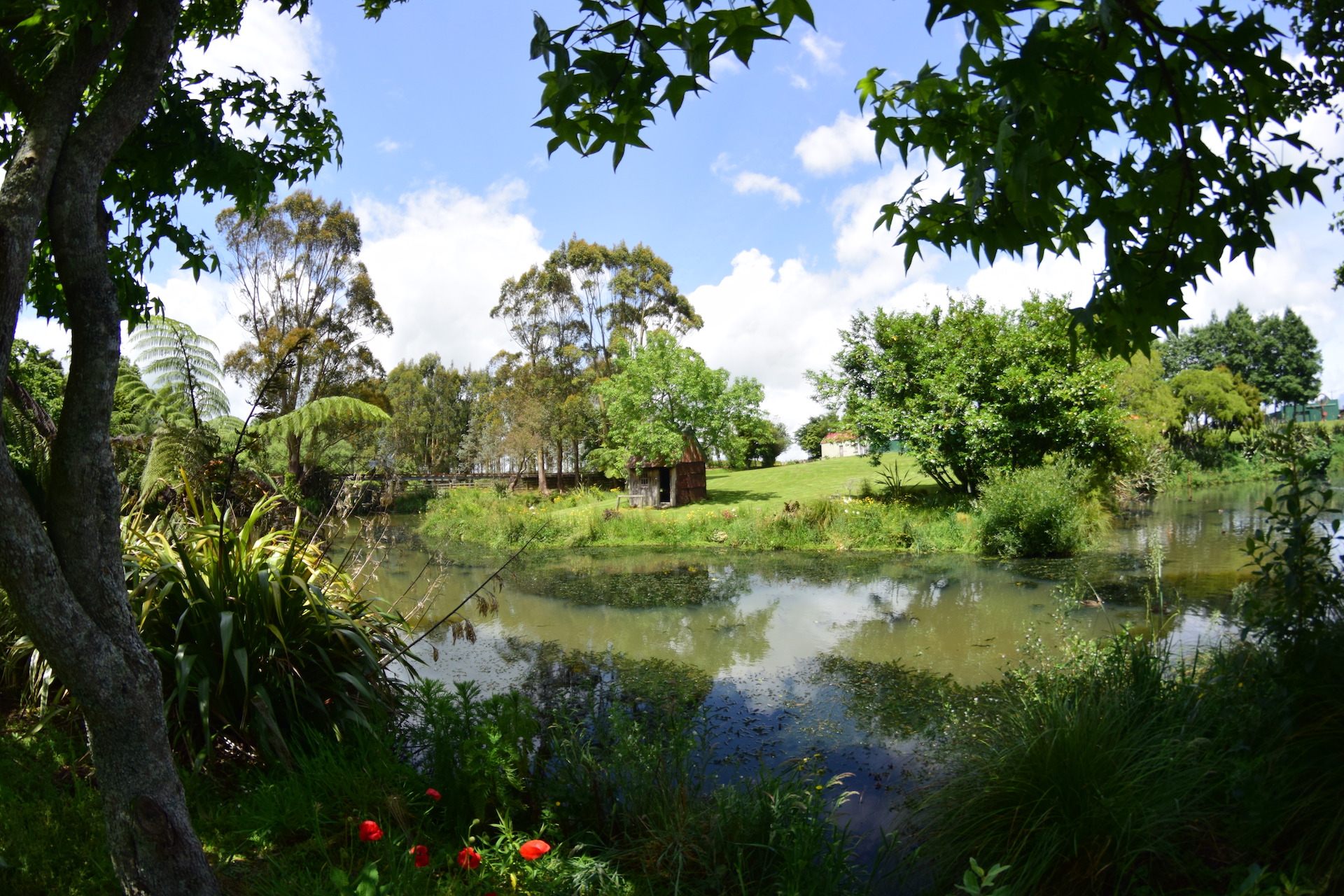 Pond with surrounding lush gardens and trees on a sunny day