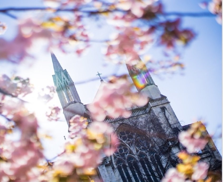 Cathedral spires visible through blossoming trees in spring