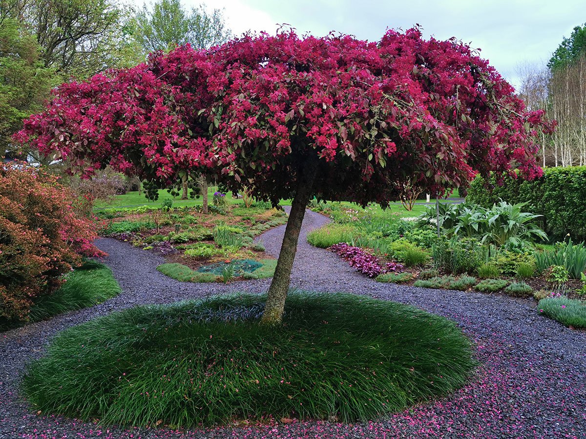 Flowering tree with pink-red blooms over gravel garden path