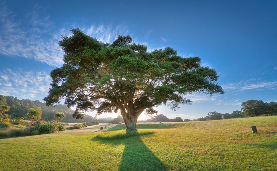 Large spreading tree in open lawn with light streaming through