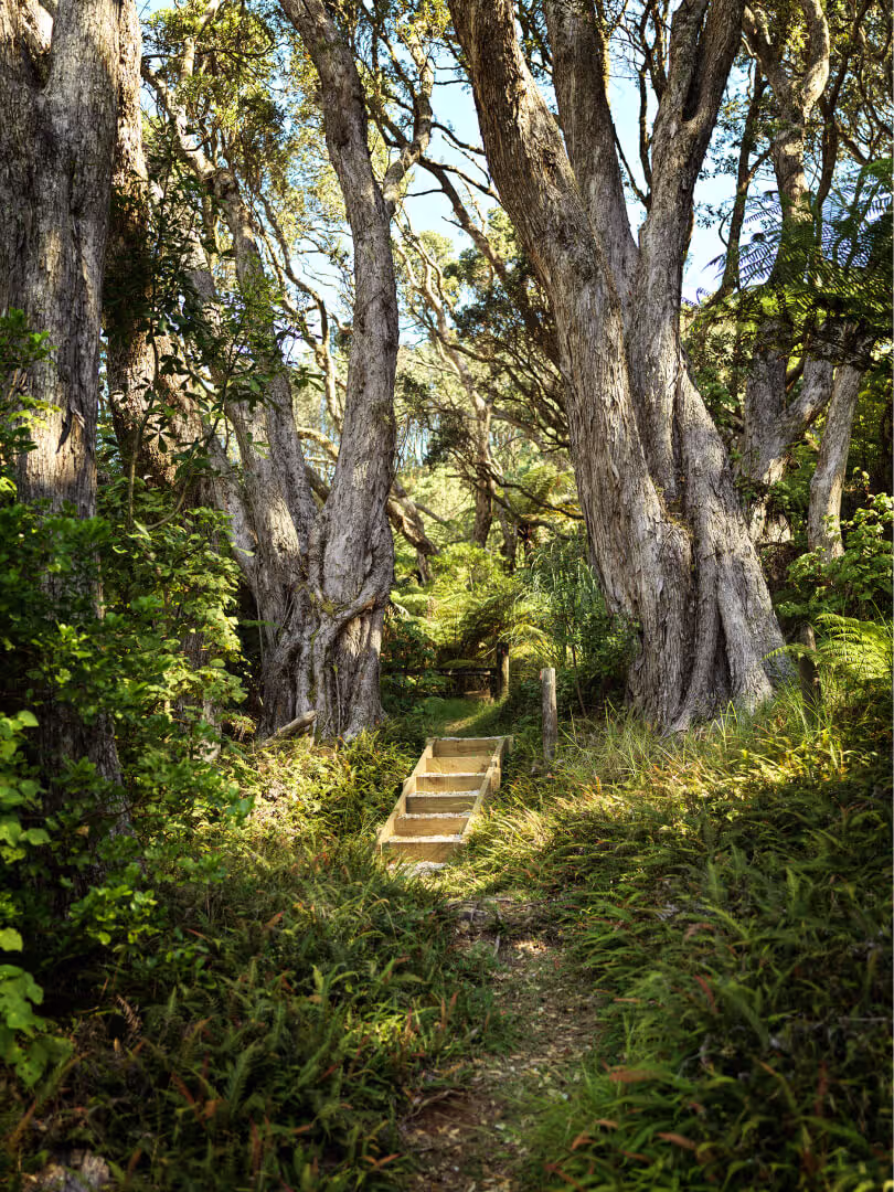 Timber steps leading through dense native bush and trees along a garden path