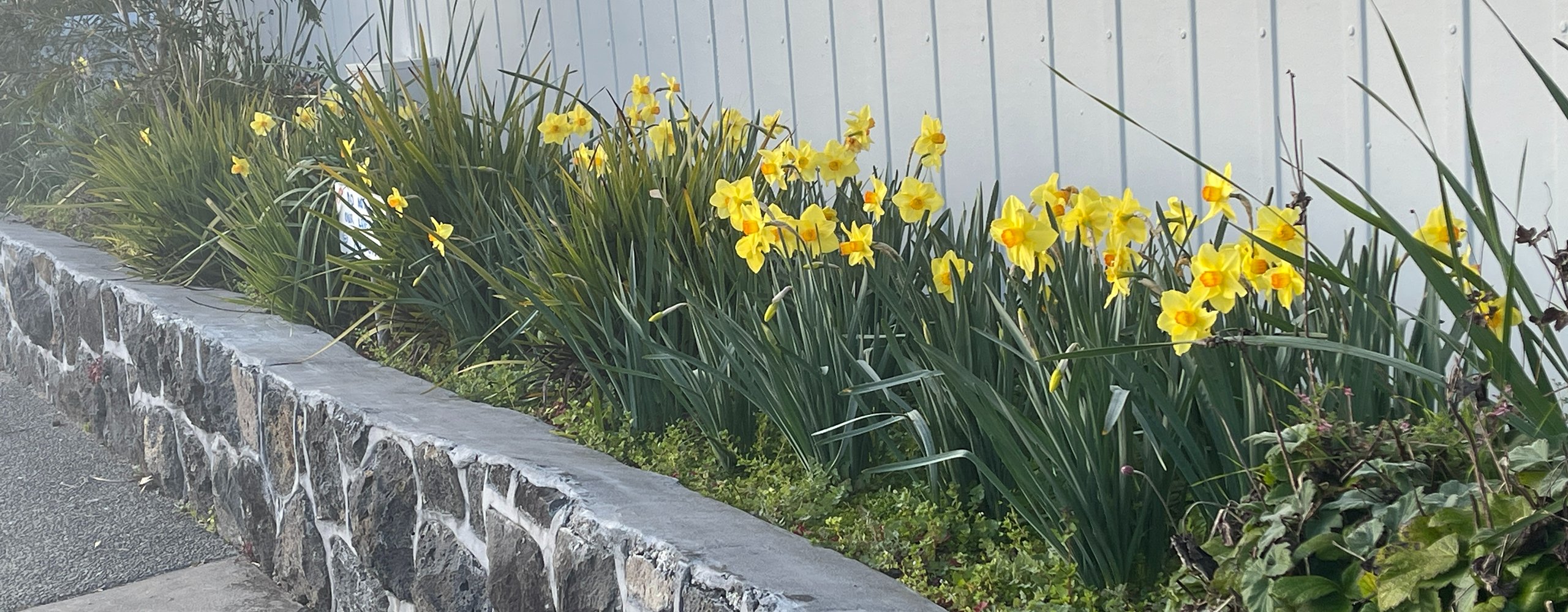Garden border with yellow flowers and stone retaining wall