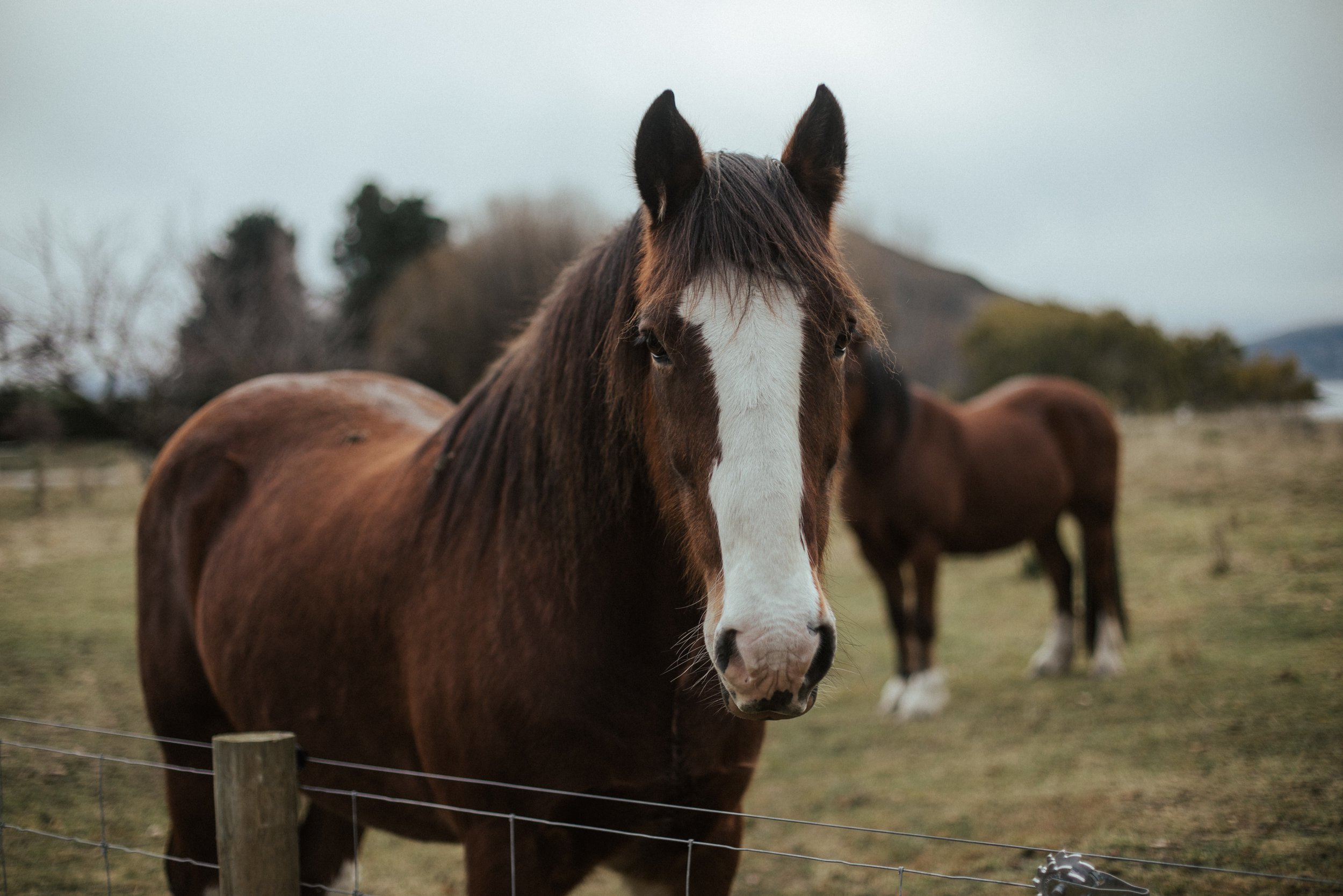 Two horses in a fenced paddock with hills visible in the background