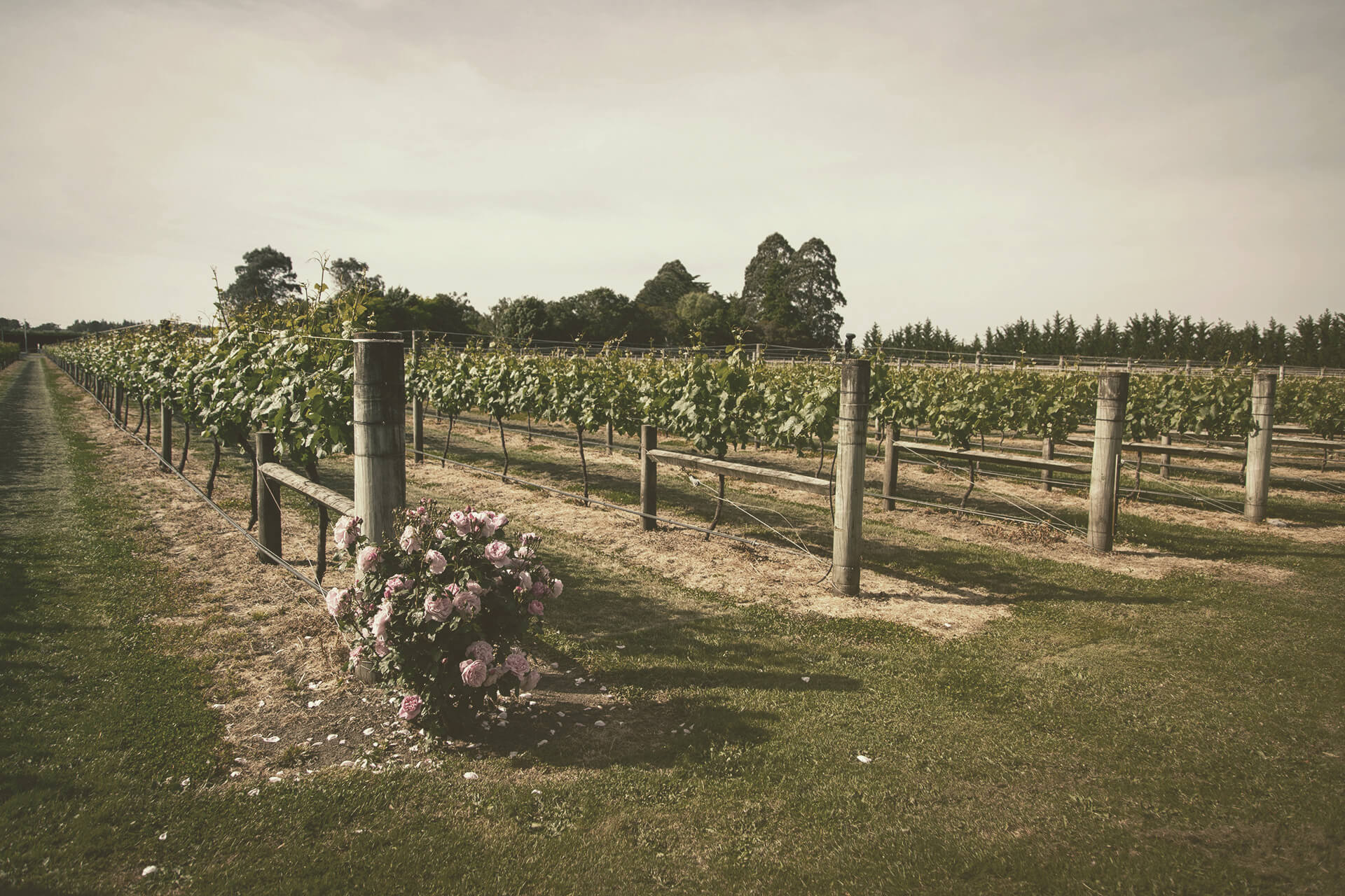 Vineyard rows with a rose bush in the foreground