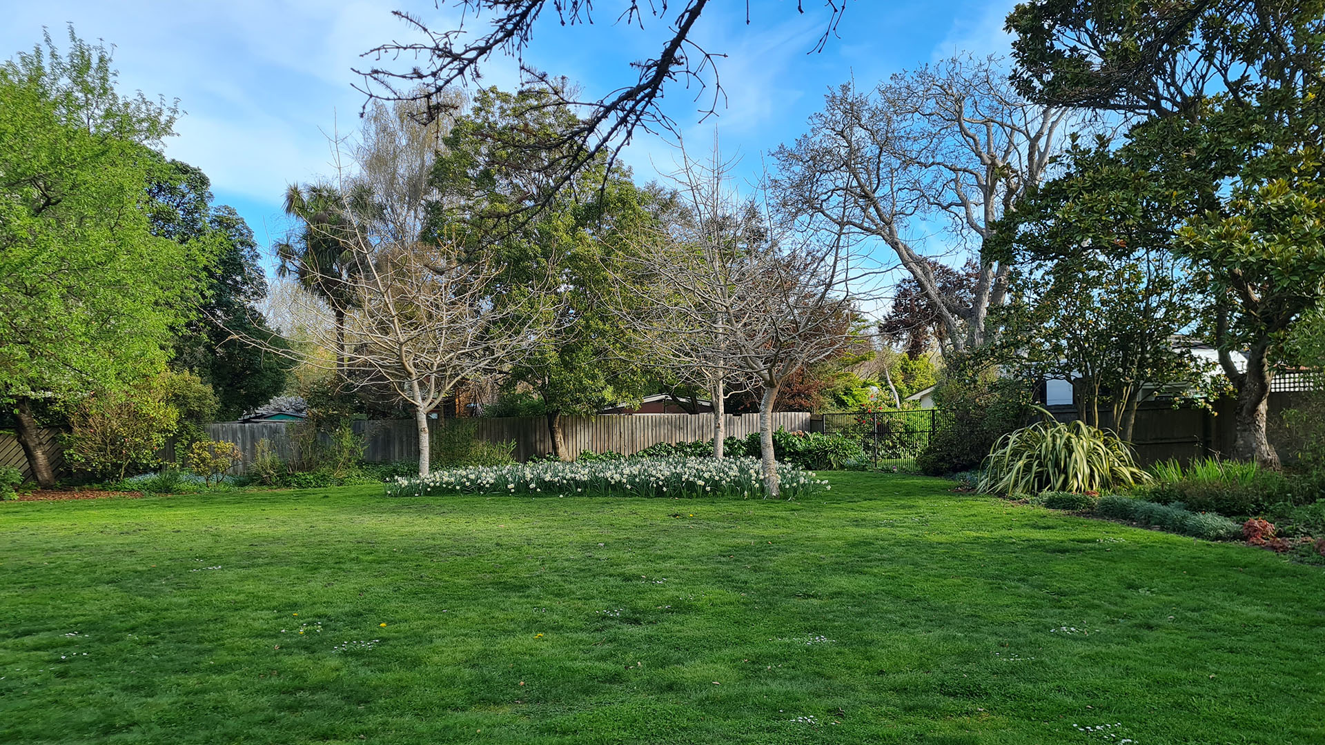 Grassed garden lawn area surrounded by trees and garden borders