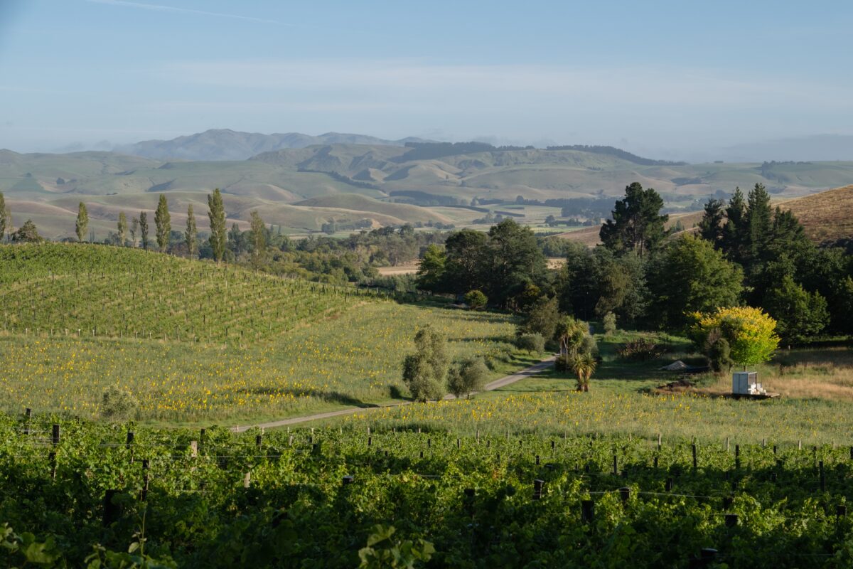 Rolling vineyard and hill landscape in summer light