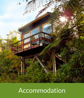 Elevated cabin nestled in dense bush, labelled Accommodation