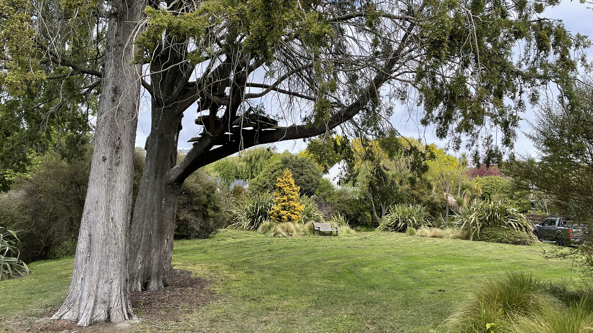 Park lawn with large tree and treehouse structure, native plantings in background