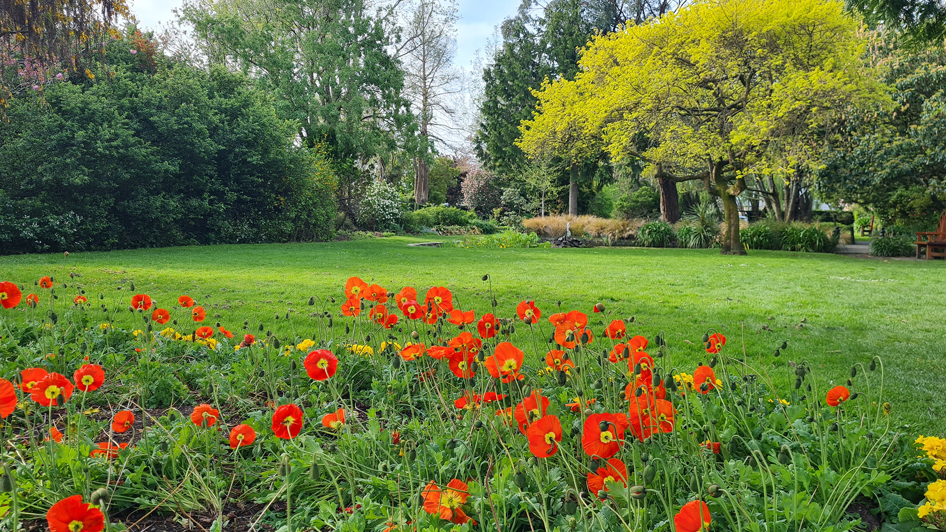 Garden lawn bordered by flowering beds and mature trees in spring colour
