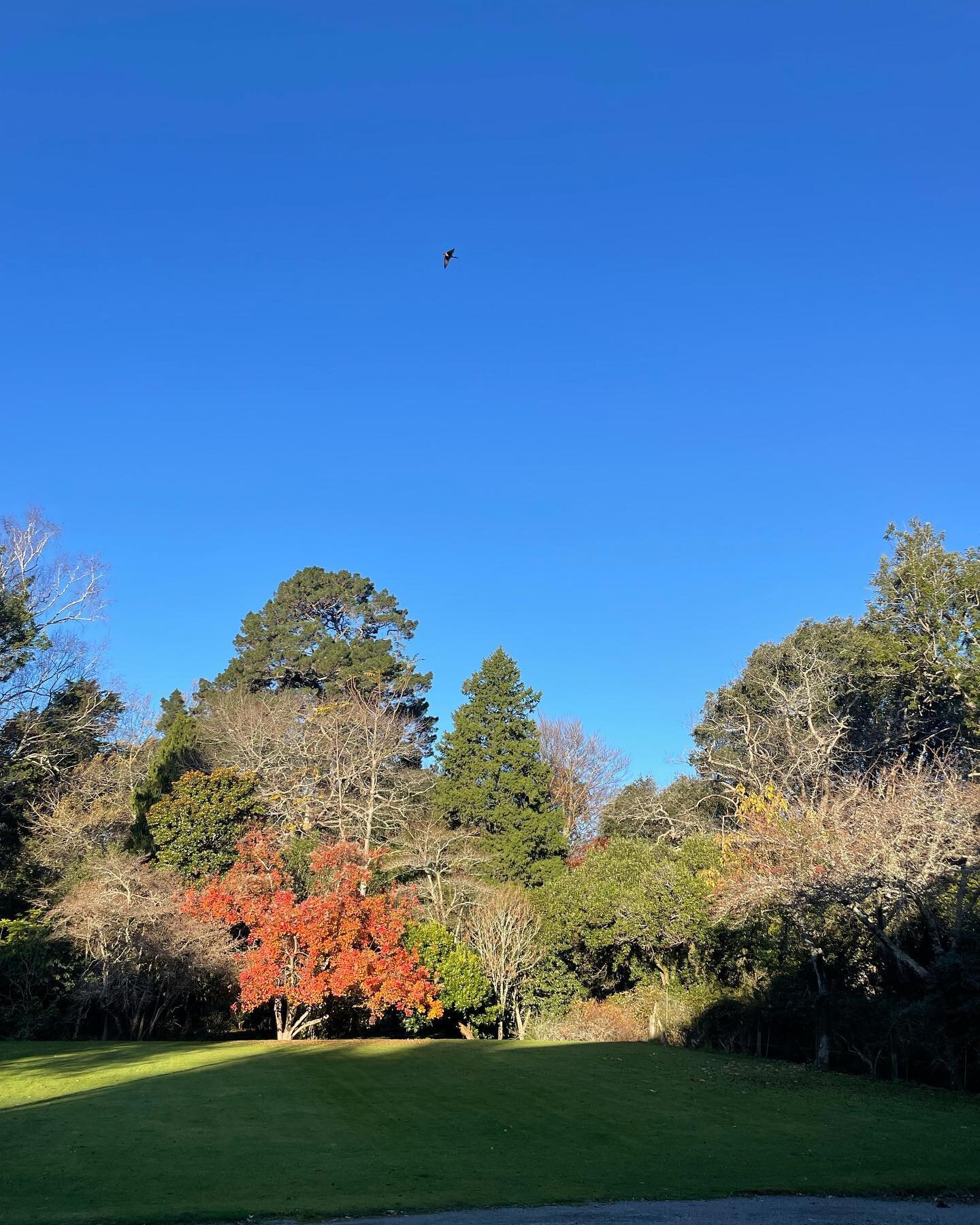 Lawn and trees in autumn colours under clear blue sky