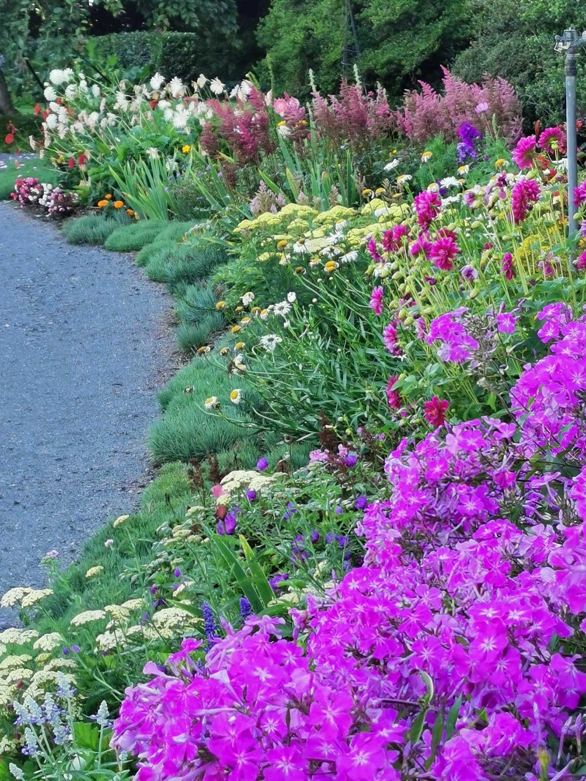 Mixed coloured flowering garden border beside a gravel path