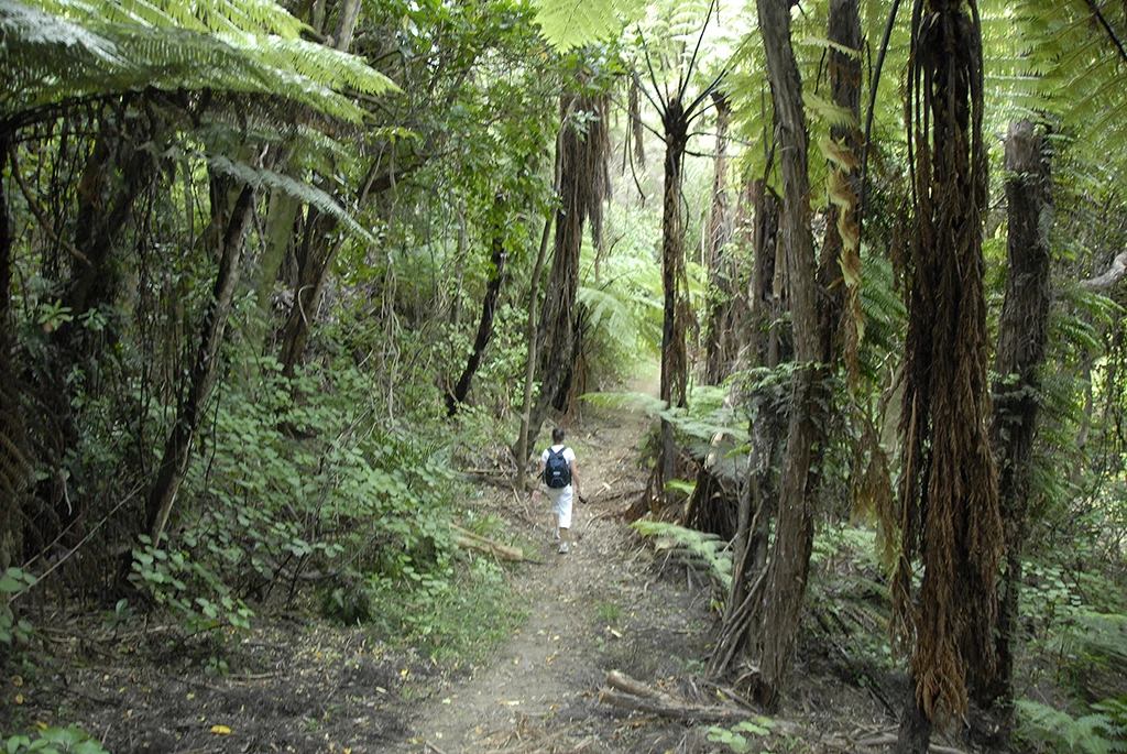 Person walking along a bush track through tall native forest