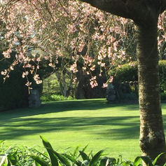 Flowering tree and lawn garden area in sunshine