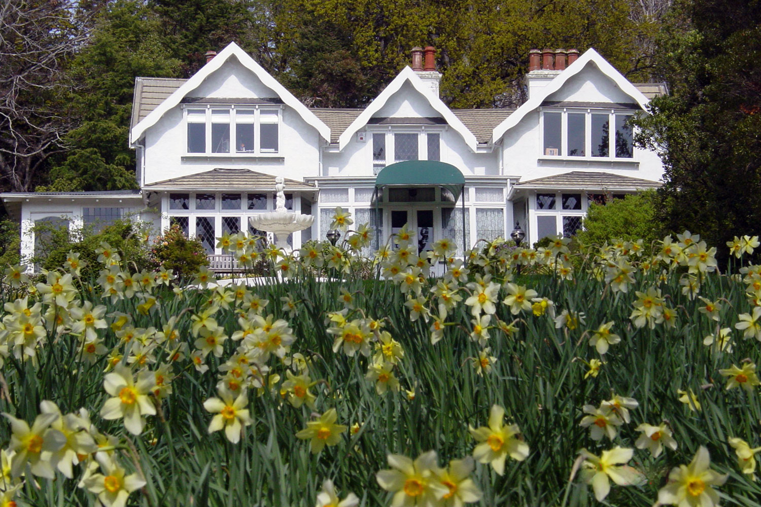 White heritage homestead building with gabled roofline fronted by daffodils