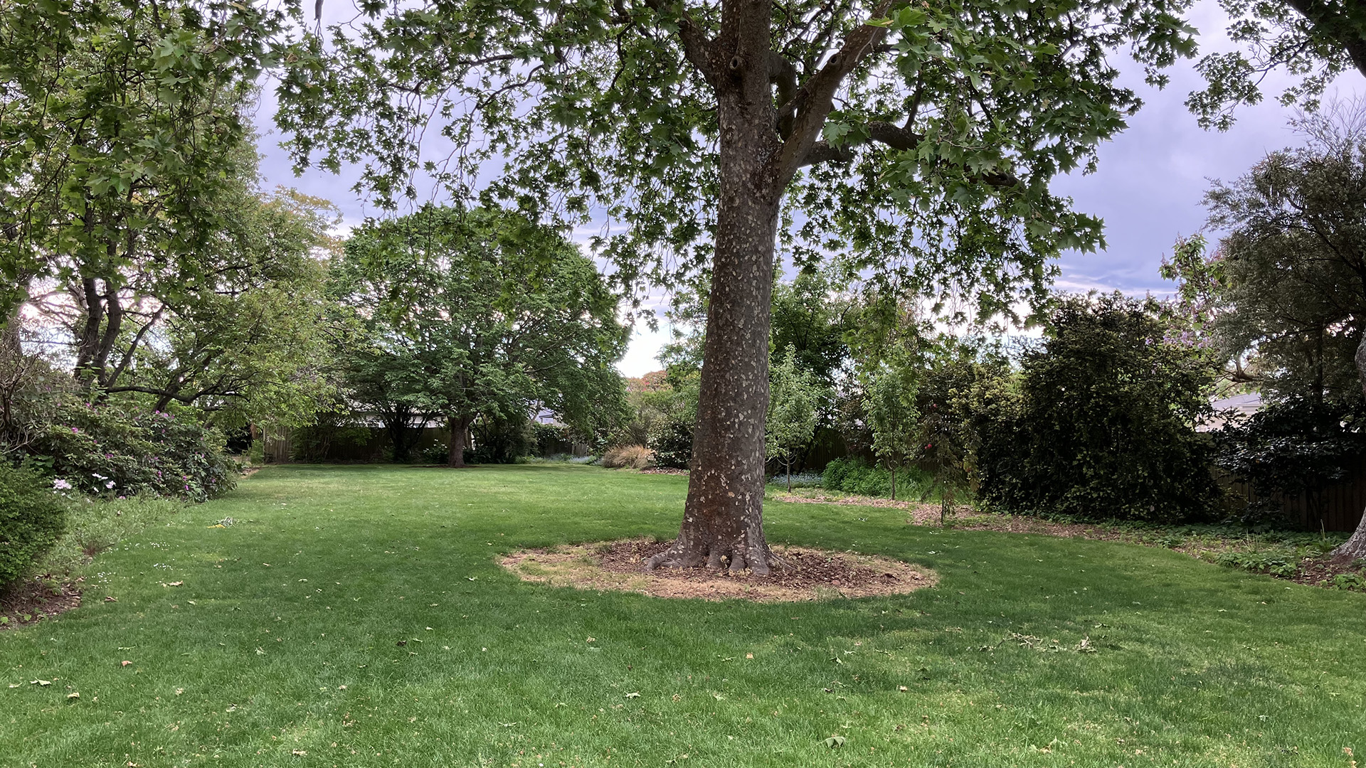 Open park lawn with a mature tree and surrounding gardens