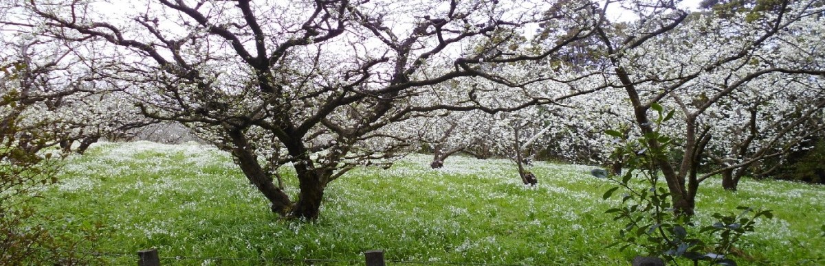 Orchard with blossom-covered trees and grass below in spring