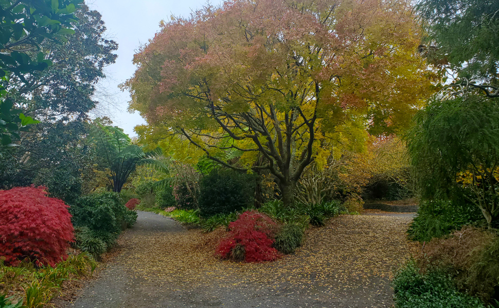 Garden path with autumn-coloured trees and shrubs