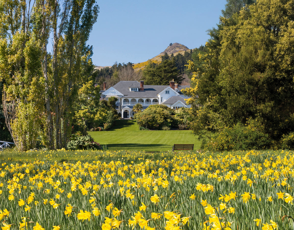 White Victorian homestead set behind a broad field of yellow daffodils with trees and a hill backdrop
