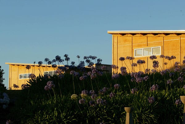 Timber-clad cabin buildings in golden light with an agapanthus garden in the foreground