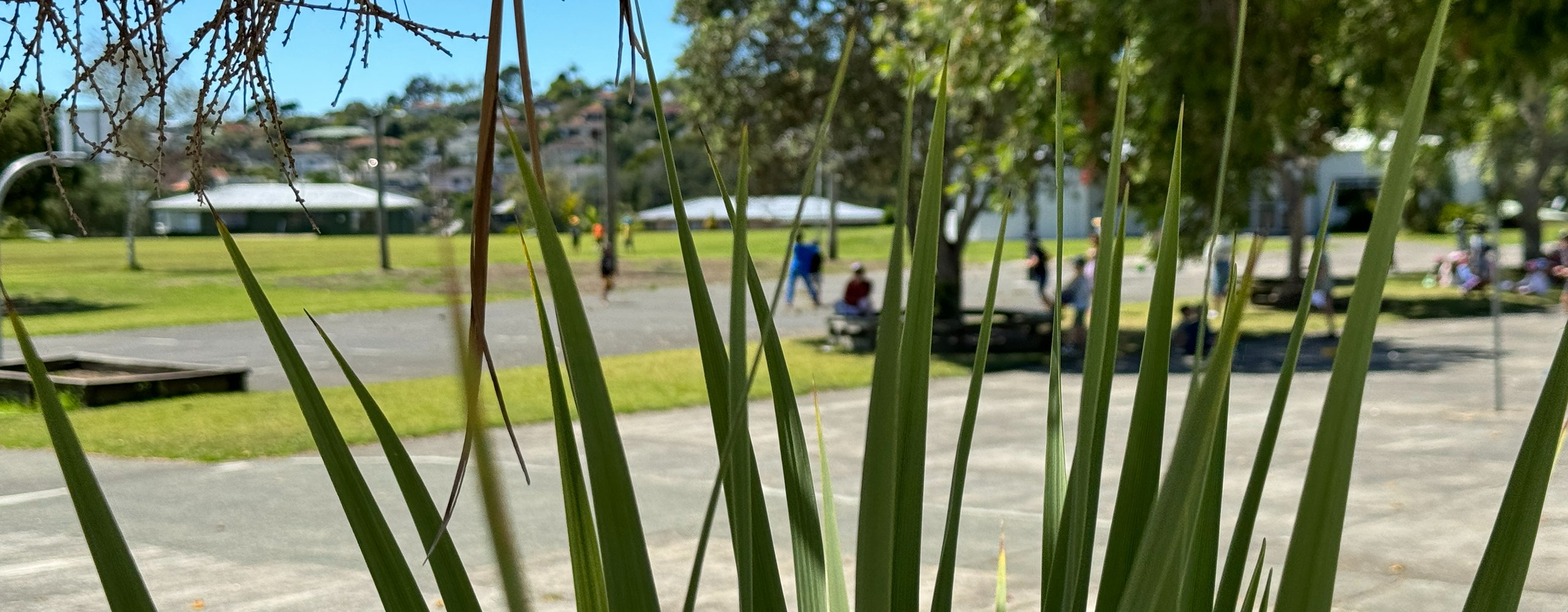 School grounds viewed through foliage with people gathered in background