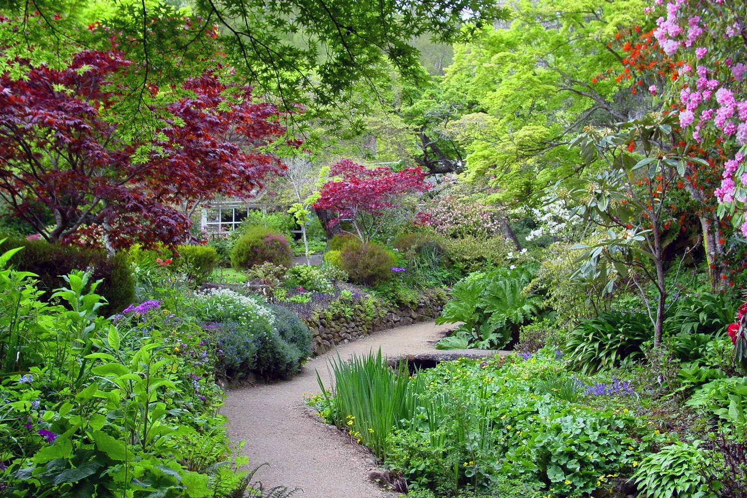 Winding garden path through dense colourful plantings and trees