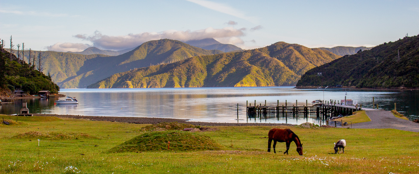Calm bay view with horses grazing on lawn, jetty and hill backdrop