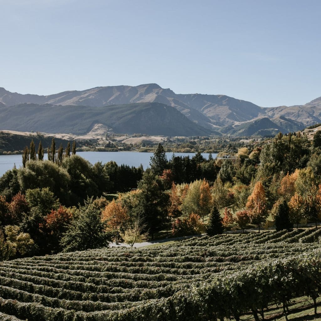 Rows of vines in autumn with lake and mountain range beyond, viewed from elevated grounds